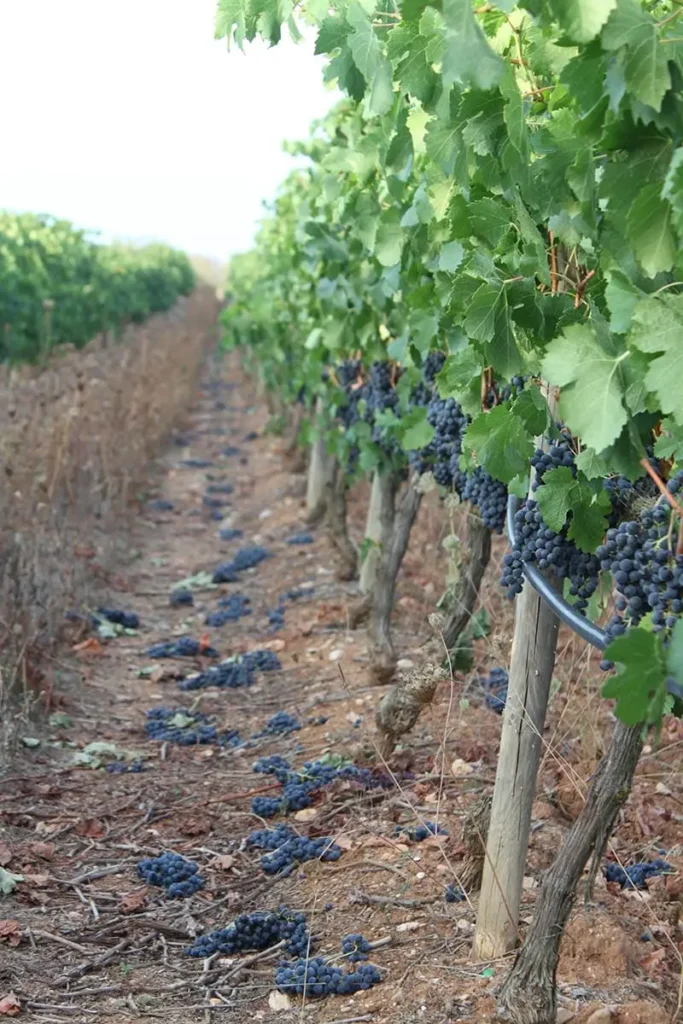 El Govern compra Son Bordils per a convertir-la en la primera finca experimental agrària pròpia de les Balears
