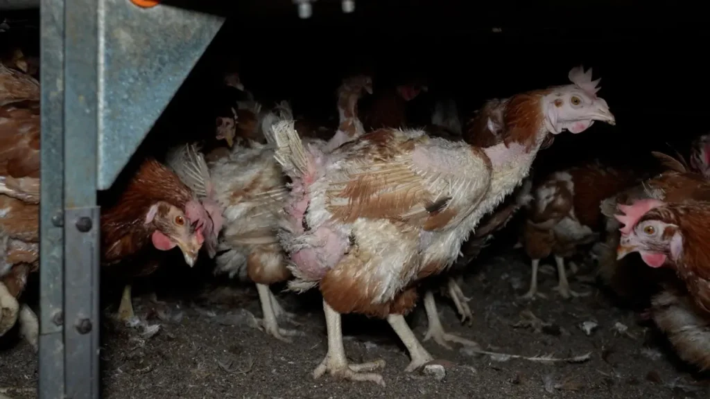 Denuncien la presència de gallines malaltes, cadàvers i ous amb àcars en una granja avícola de Manacor